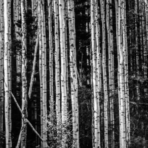 Finding Solace I | 2015 Arroyo Hondo, Northern New Mexico 21/4 x 31/4 Ilford Pan F Plus