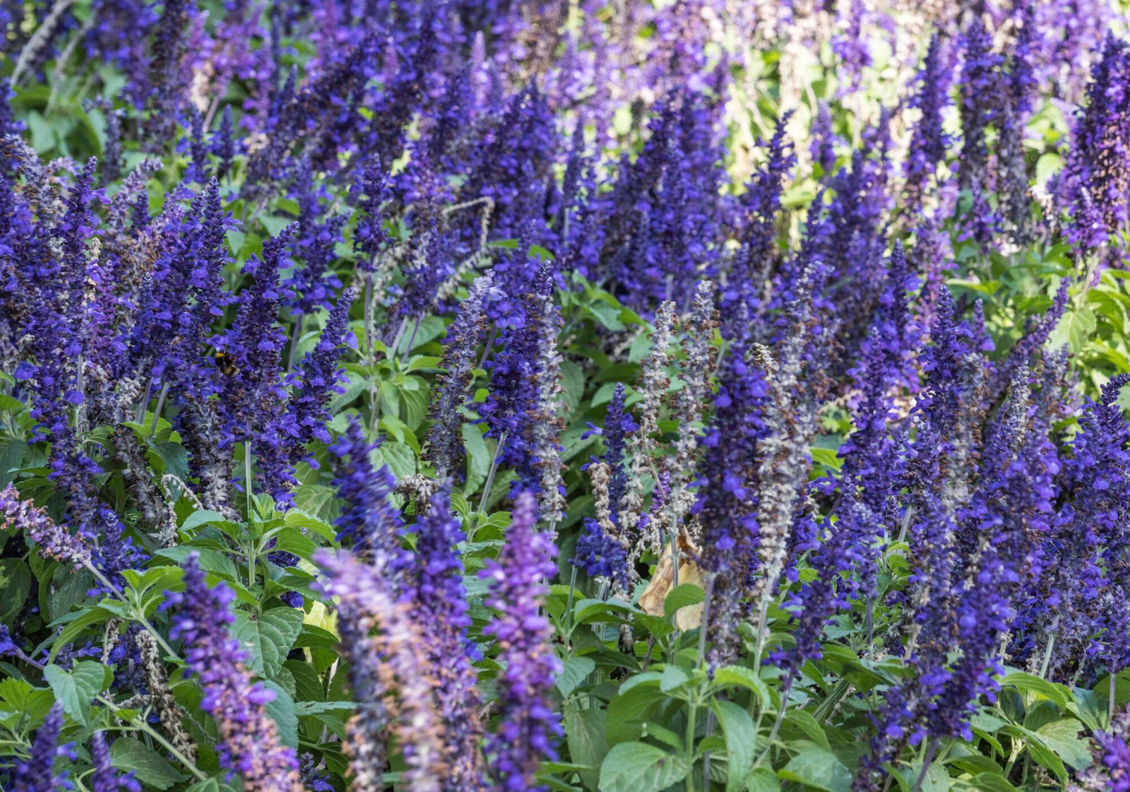 Flores de La Alhambra III