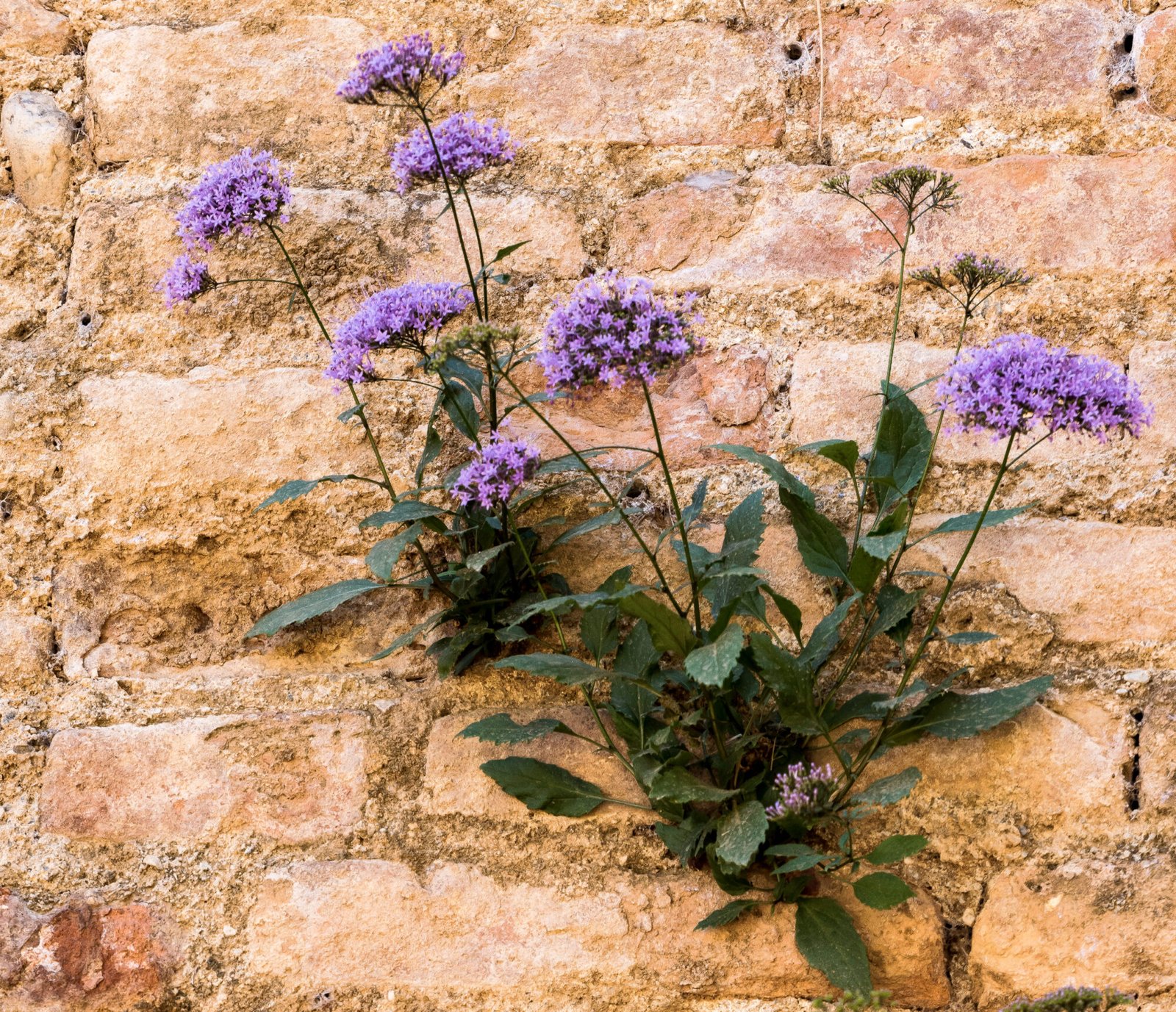 Flores de La Alhambra I