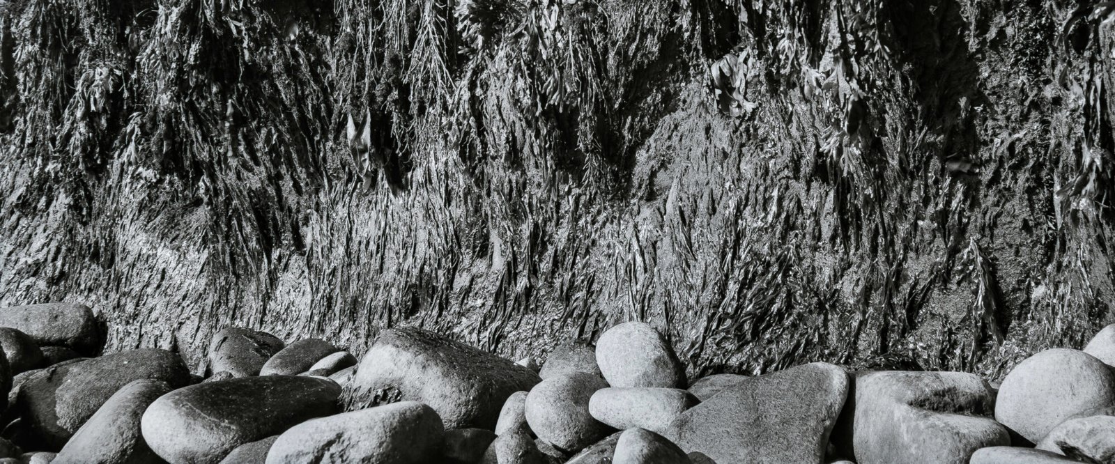 Seaweed and Stones | ca. 1972 Gran Manan Island, New Brunswick, Canada 21/4 x 31/4 Kodak Panatomic X