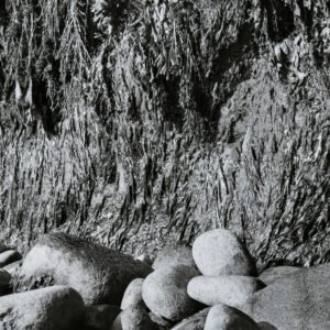 Seaweed and Stones | ca. 1972 Gran Manan Island, New Brunswick, Canada 21/4 x 31/4 Kodak Panatomic X