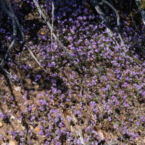 Flowers | 2023 Great Basin Bristlecone Pine Forest, California