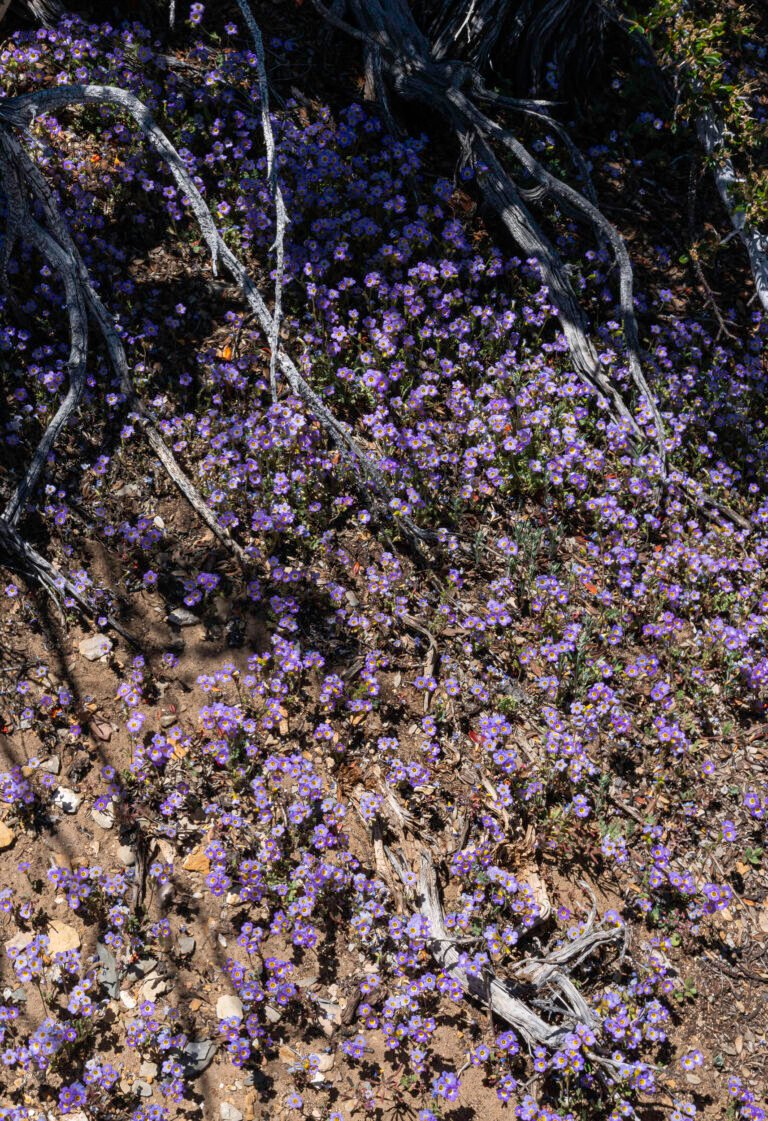 Flowers | 2023 Great Basin Bristlecone Pine Forest, California