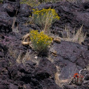 Flowers and Volcanic Rock | 2023 Valley of Fire State Park, New Mexico