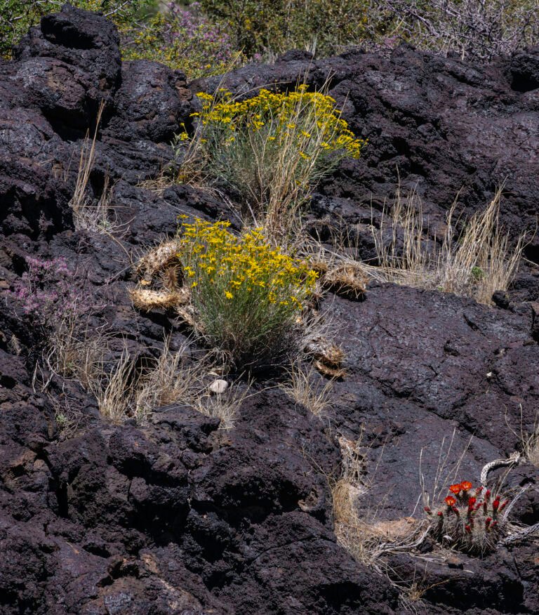 Flowers and Volcanic Rock | 2023 Valley of Fire State Park, New Mexico