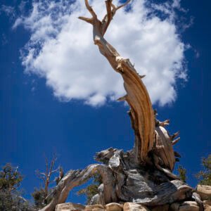 Great Basin Bristlecone Pine I 2023 Inyo National Forest, California