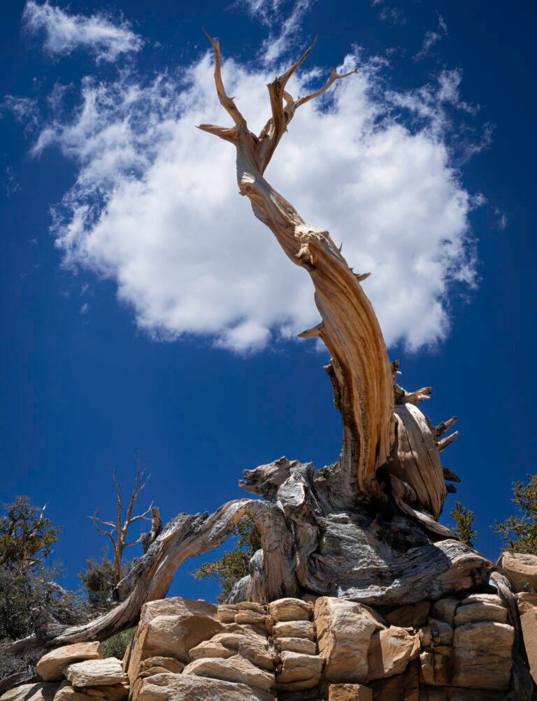 Great Basin Bristlecone Pine I 2023 Inyo National Forest, California