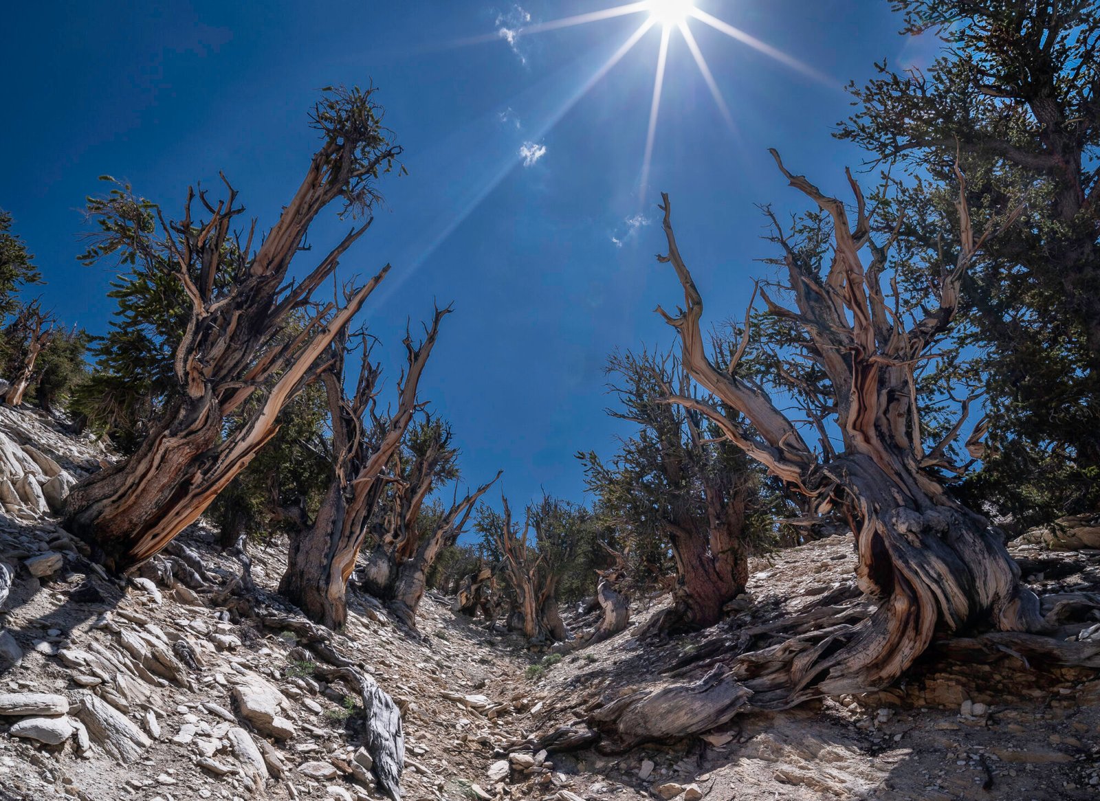 Great Basin Bristlecone Pine II | 2023 Inyo National Forest, California