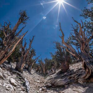 Great Basin Bristlecone Pine II | 2023 Inyo National Forest, California
