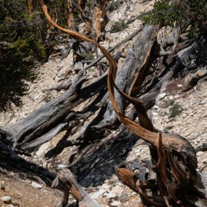 Great Basin Bristlecone Pine III | 2023 Inyo National Forest, California
