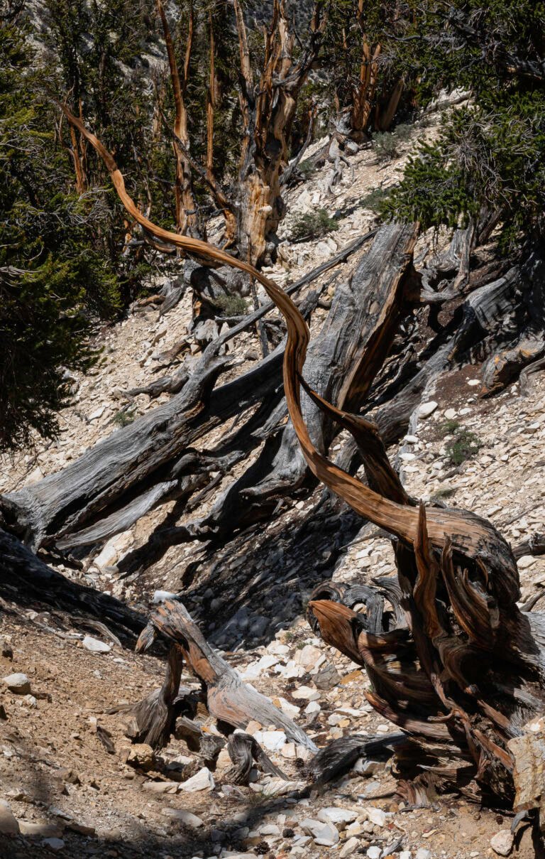 Great Basin Bristlecone Pine III | 2023 Inyo National Forest, California