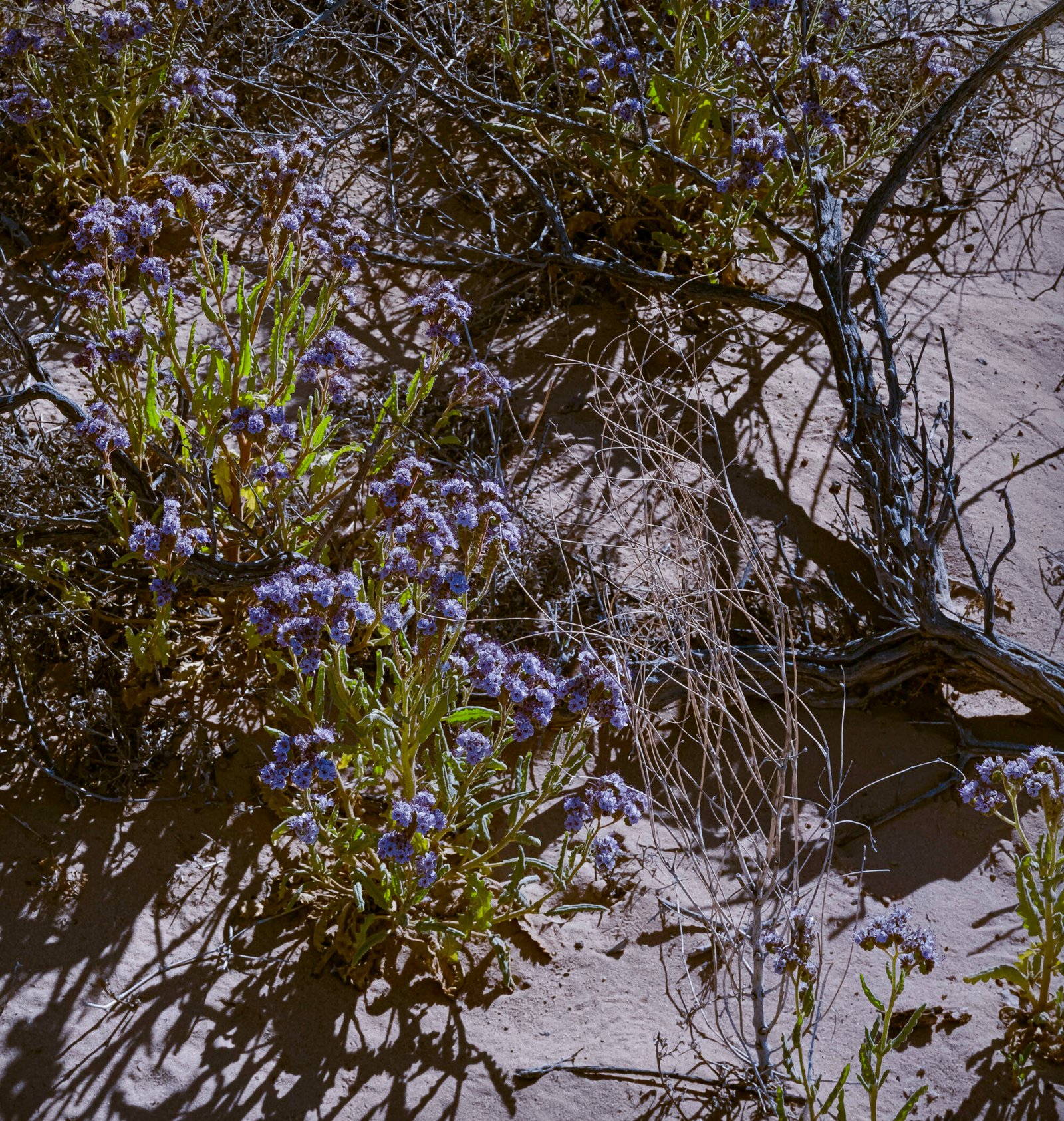 High Desert Flowers II | 2023 Petroglyph National Monument, New Mexico Kodak 4x5 Portra 160