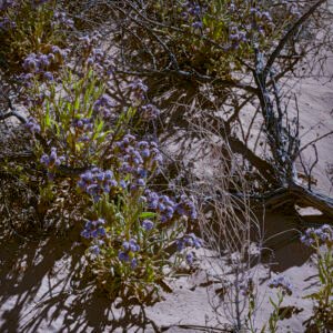 High Desert Flowers II | 2023 Petroglyph National Monument, New Mexico Kodak 4x5 Portra 160
