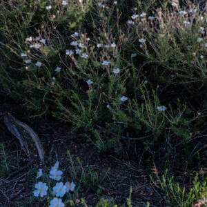 High Desert Garden I | 2023 Sandia Mountain Foothills, New Mexico