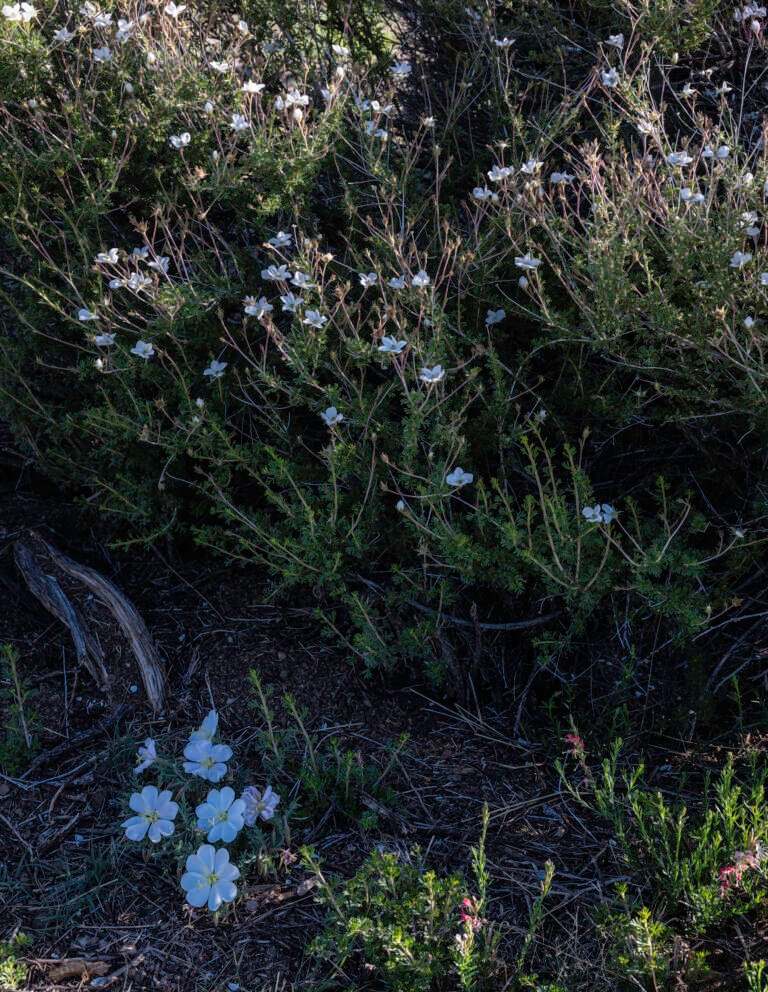 High Desert Garden I | 2023 Sandia Mountain Foothills, New Mexico