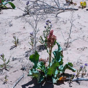 High Desert Garden II | 2023 Petroglyph National Monument, New Mexico