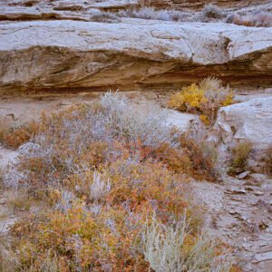 Late Autumn Colors | 2022 Chaco Canyon, New Mexico Kodak 4x5 Portra 160