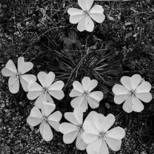Mexican White Primrose | 2023 Sandia Mountain Foothills, New Mexico Kodak 4x5 T-Max 100