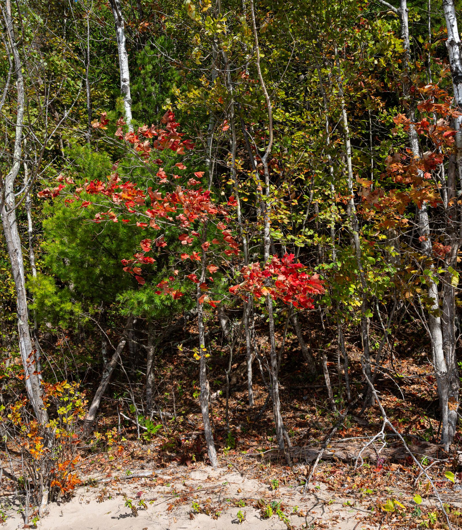 Beach Maple I | 2023 North of Harbor Springs, Michigan