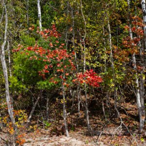 Beach Maple I | 2023 North of Harbor Springs, Michigan