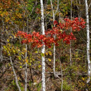 Beach Maple II | 2023 North of Harbor Springs, Michigan