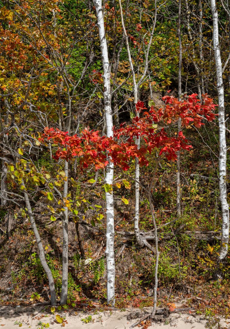 Beach Maple II | 2023 North of Harbor Springs, Michigan