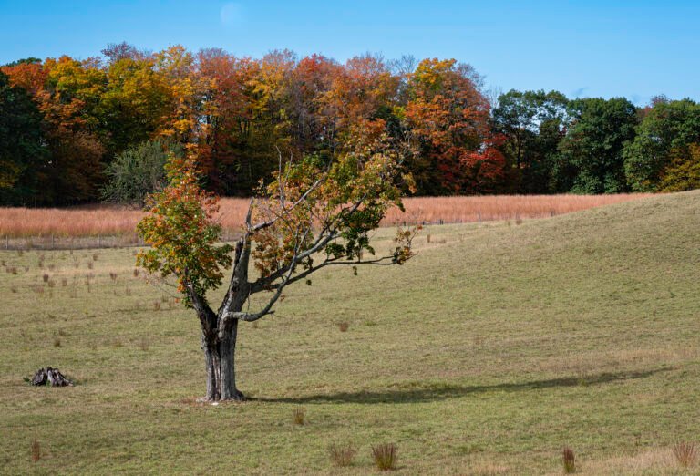 Lone Tree and Moon | 2023 North of Harbor Springs, Michigan