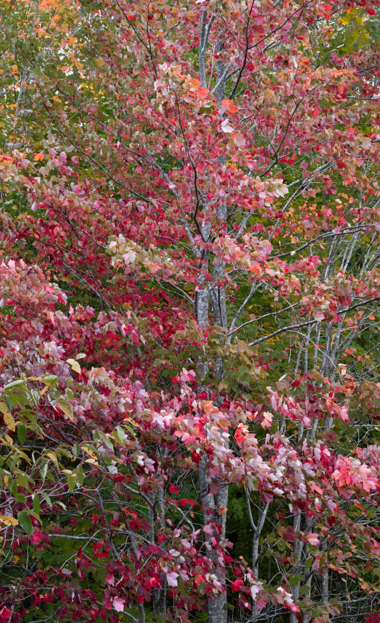 Maple Tree I | 2023 Consuelo Diane and Charles L. Wilson Jr. Working Forest Reserve, North of Harbor Springs, Michigan