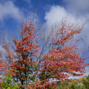 Maple Tree II | 2023 Consuelo Diane and Charles L. Wilson Jr. Working Forest Reserve, North of Harbor Springs, Michigan