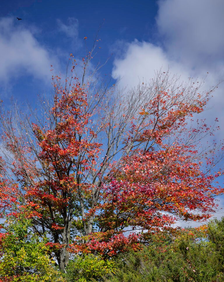 Maple Tree II | 2023 Consuelo Diane and Charles L. Wilson Jr. Working Forest Reserve, North of Harbor Springs, Michigan