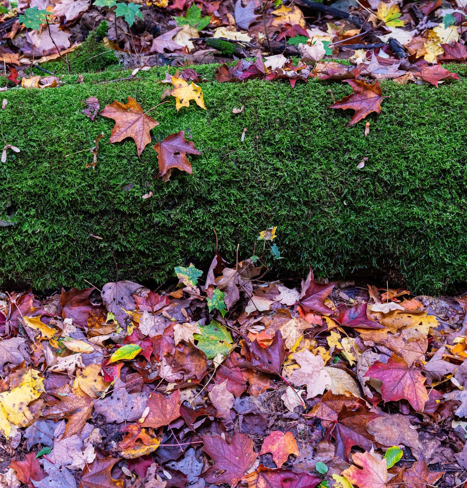 Mossy Log and Leaves | 2023 Consuelo Diane and Charles L. Wilson Jr. Working Forest Reserve, North of Harbor Springs, Michigan