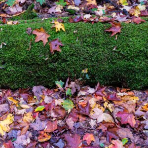 Mossy Log and Leaves | 2023 Consuelo Diane and Charles L. Wilson Jr. Working Forest Reserve, North of Harbor Springs, Michigan