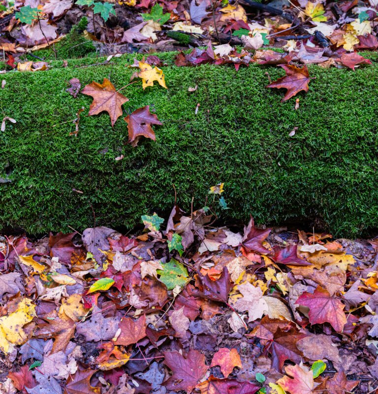 Mossy Log and Leaves | 2023 Consuelo Diane and Charles L. Wilson Jr. Working Forest Reserve, North of Harbor Springs, Michigan