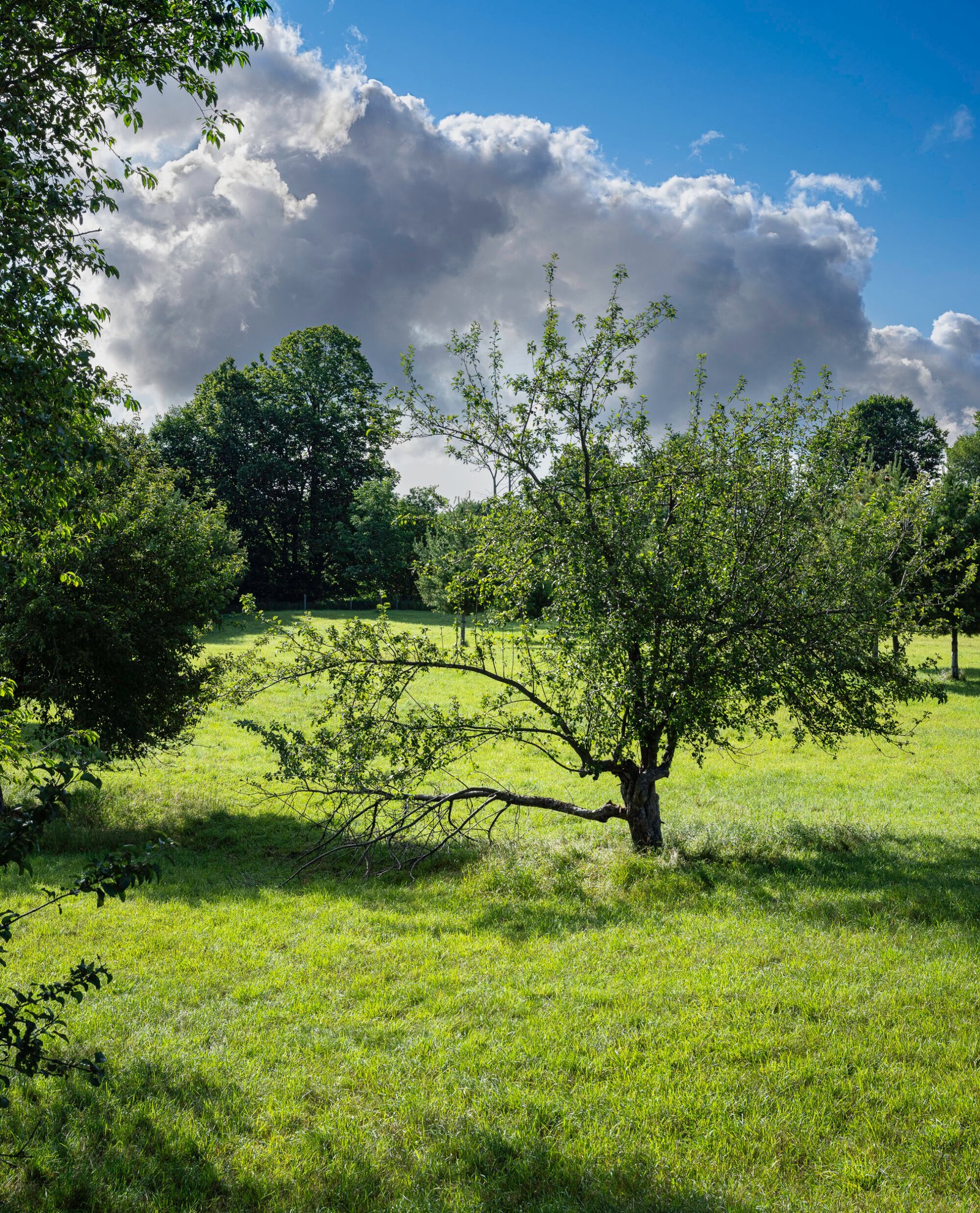 Apple Tree Upper Pasture