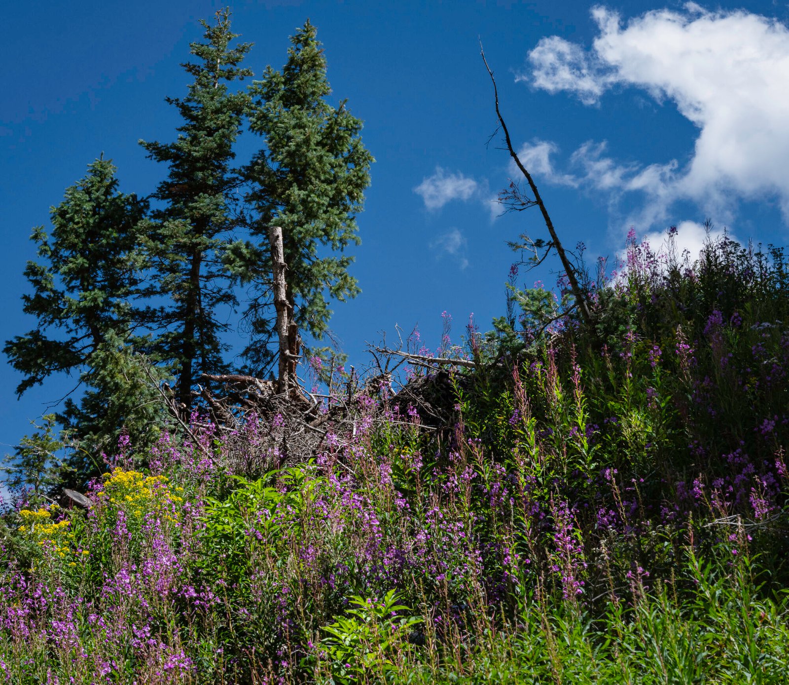 August Flowers I