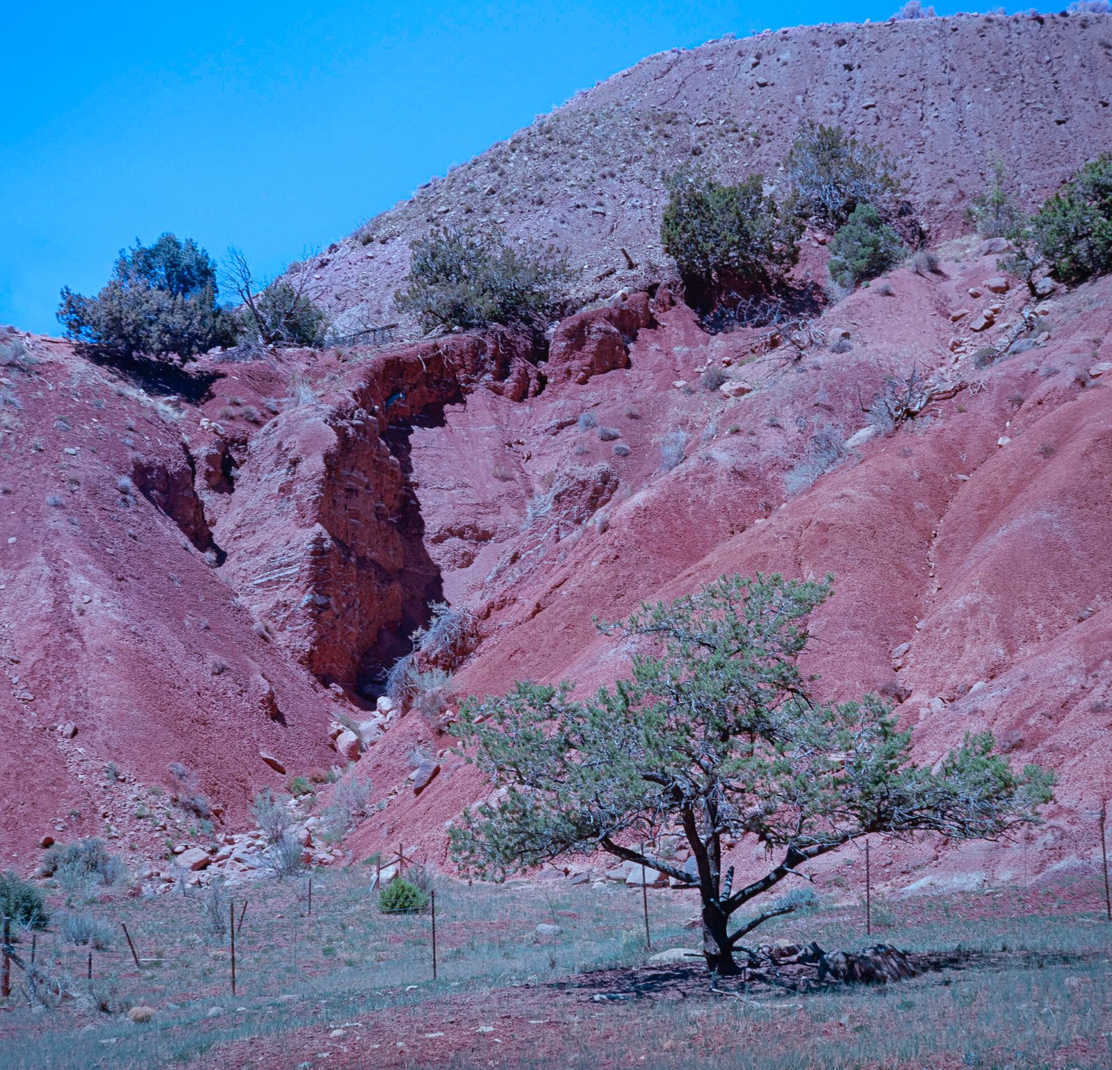 Juniper and Red Hills