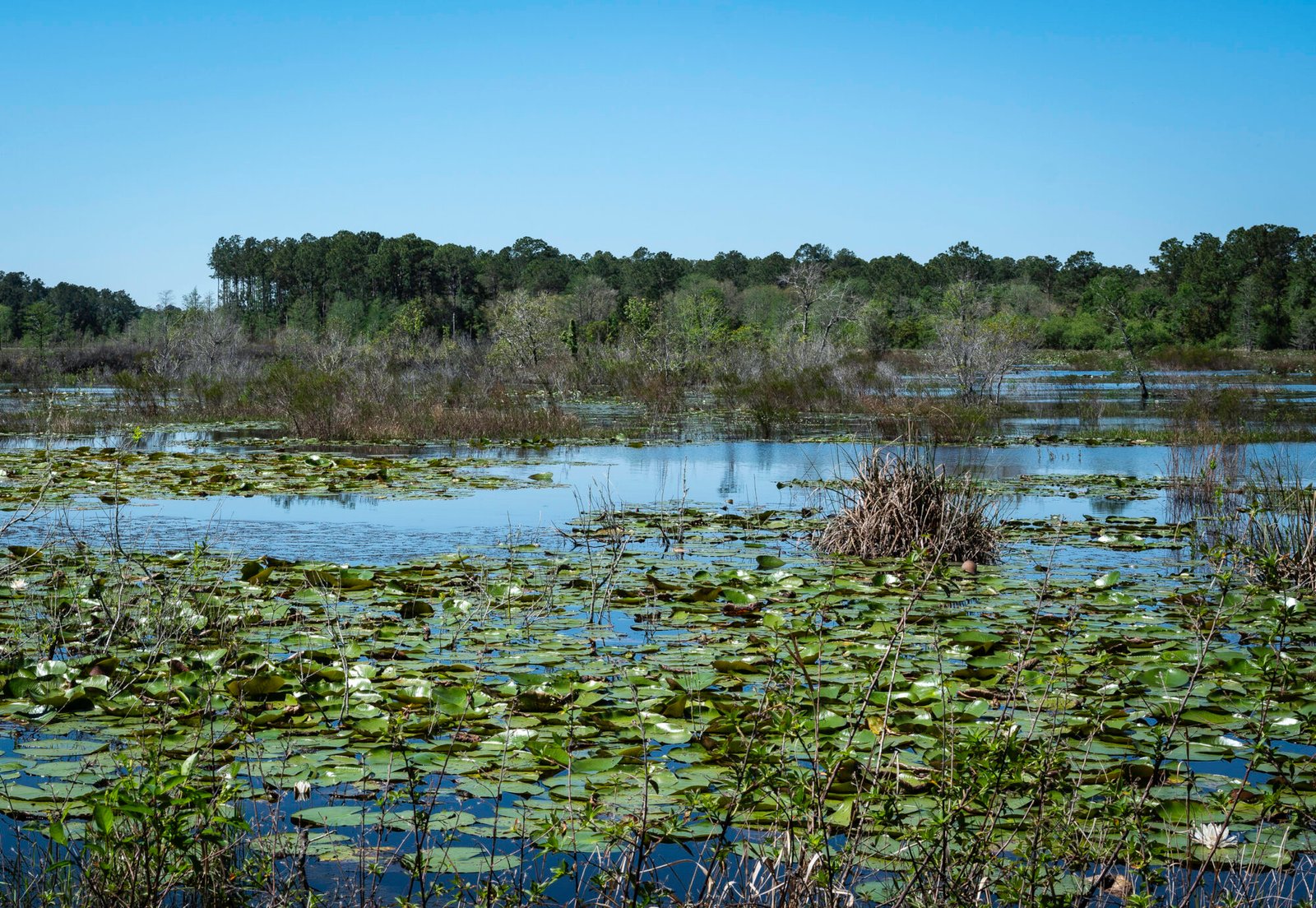 North Florida Pond