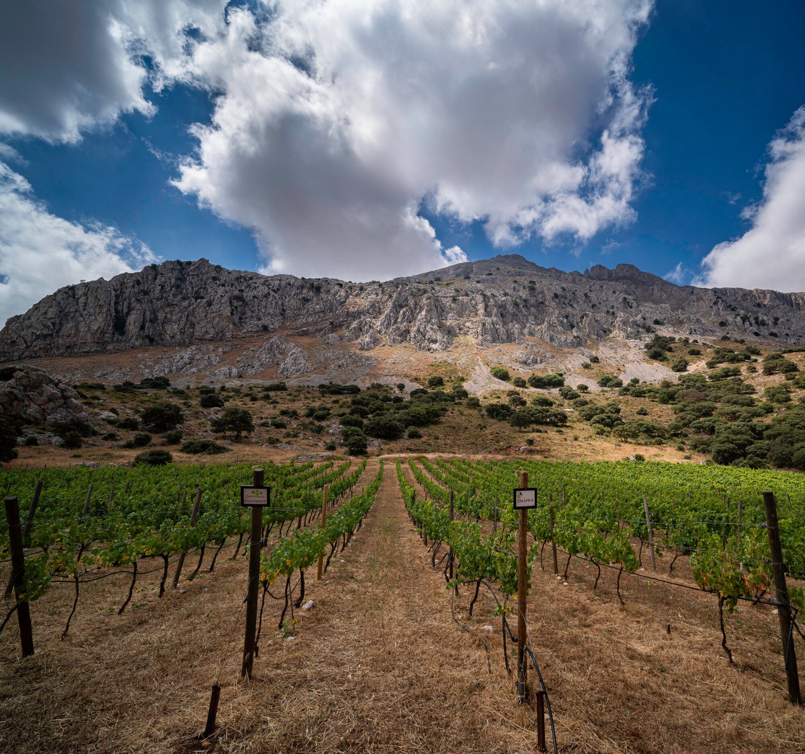 Bodega Gross Hermanos V