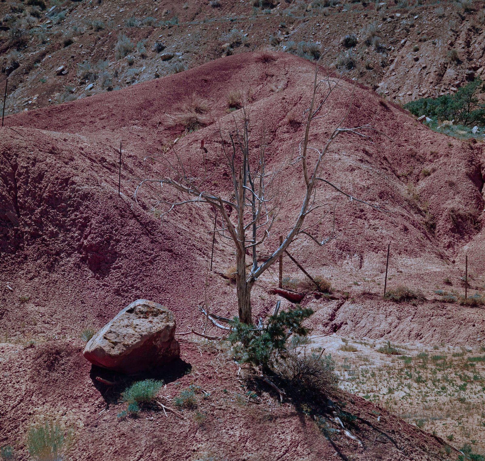 Dead Tree, Boulder and Red Earth