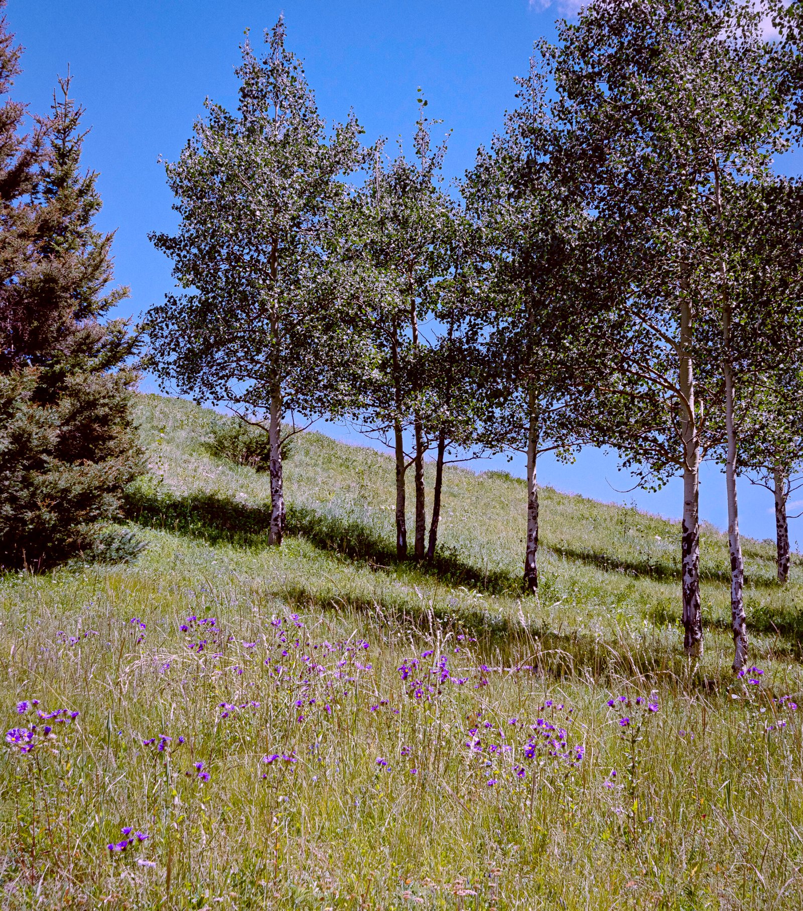 Asters and Aspen