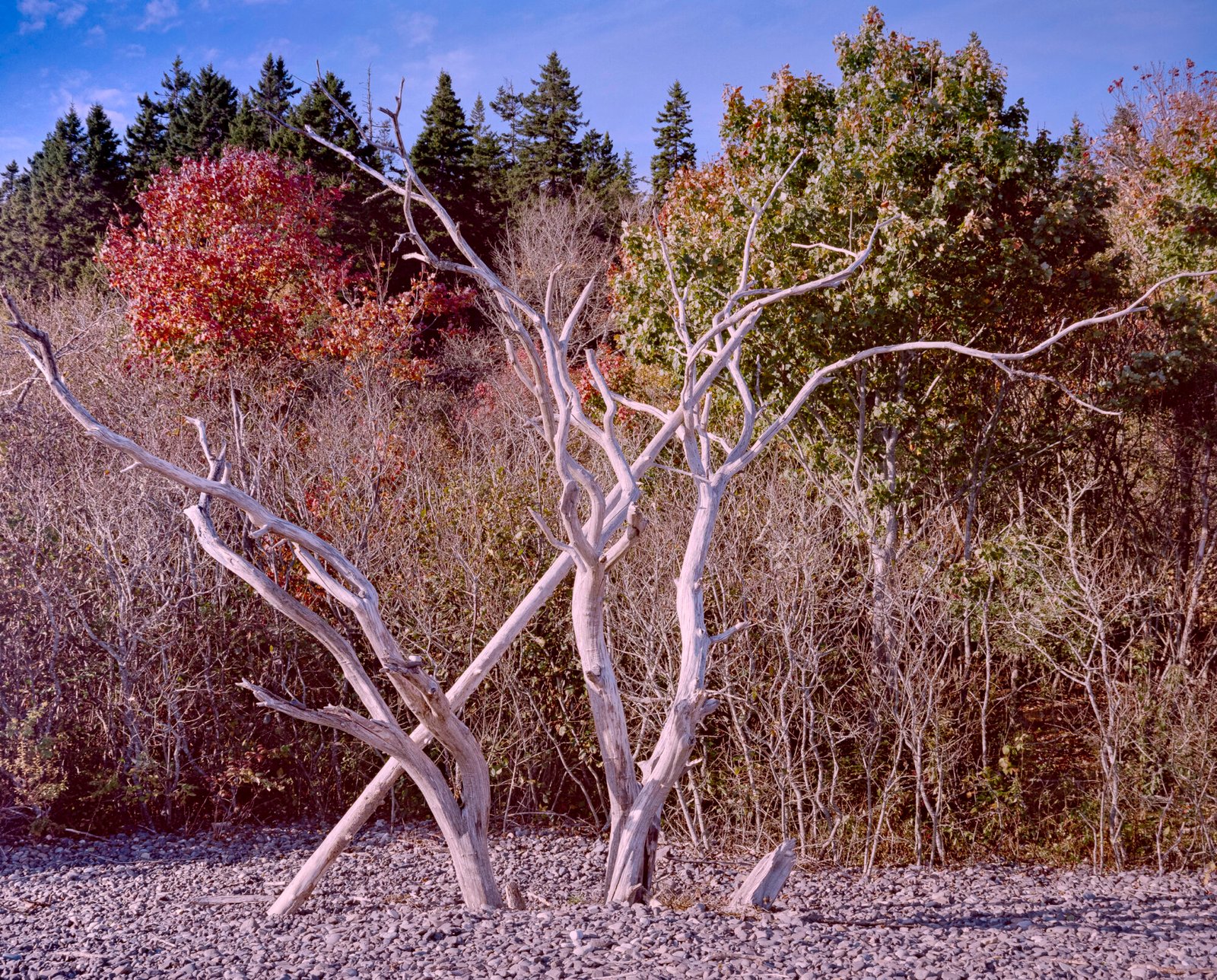 Homage to White Branches