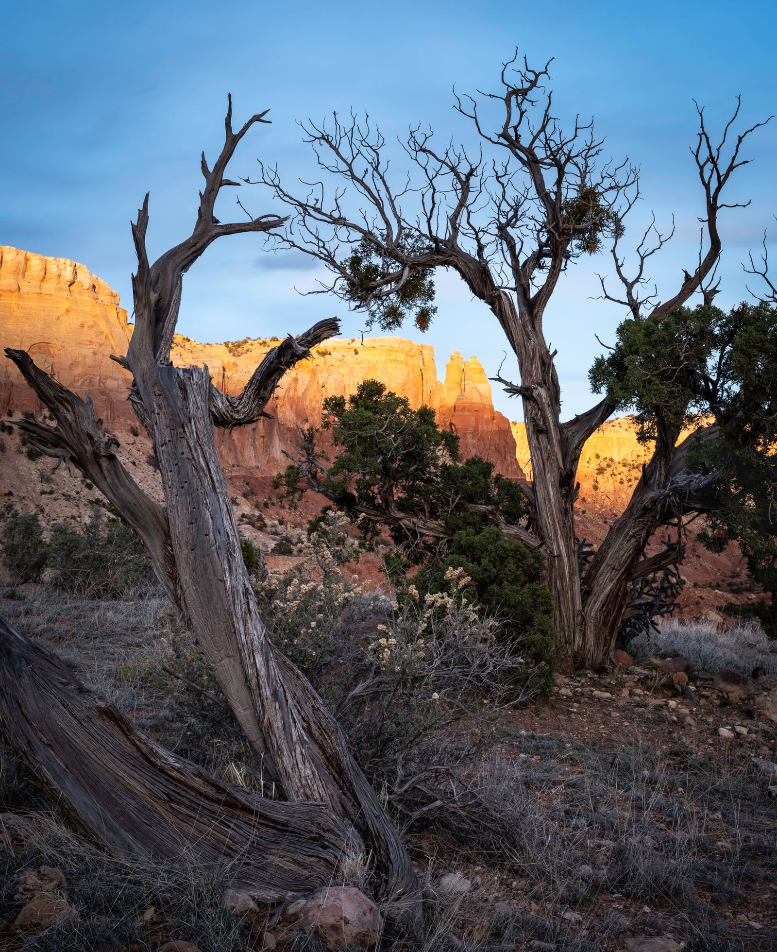 Juniper Trees and Cliffs