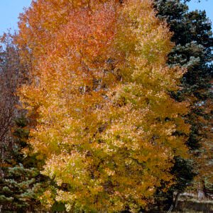 Aspen Tree in Morning Sunlight