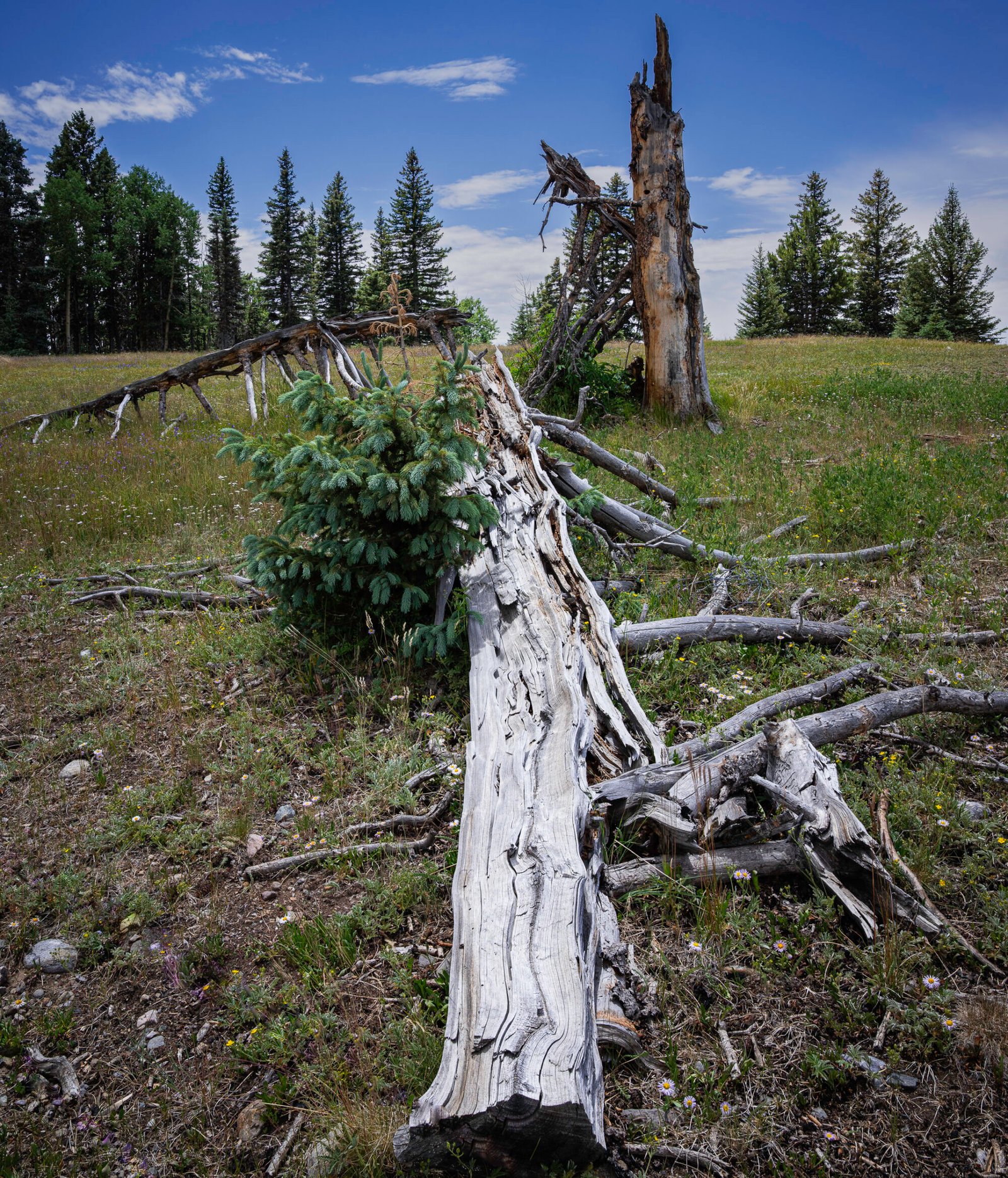 Dead and Fallen Trees