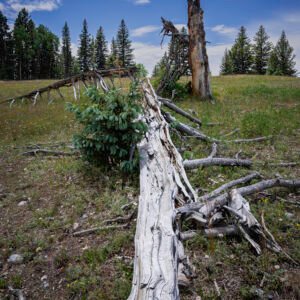 Dead and Fallen Trees