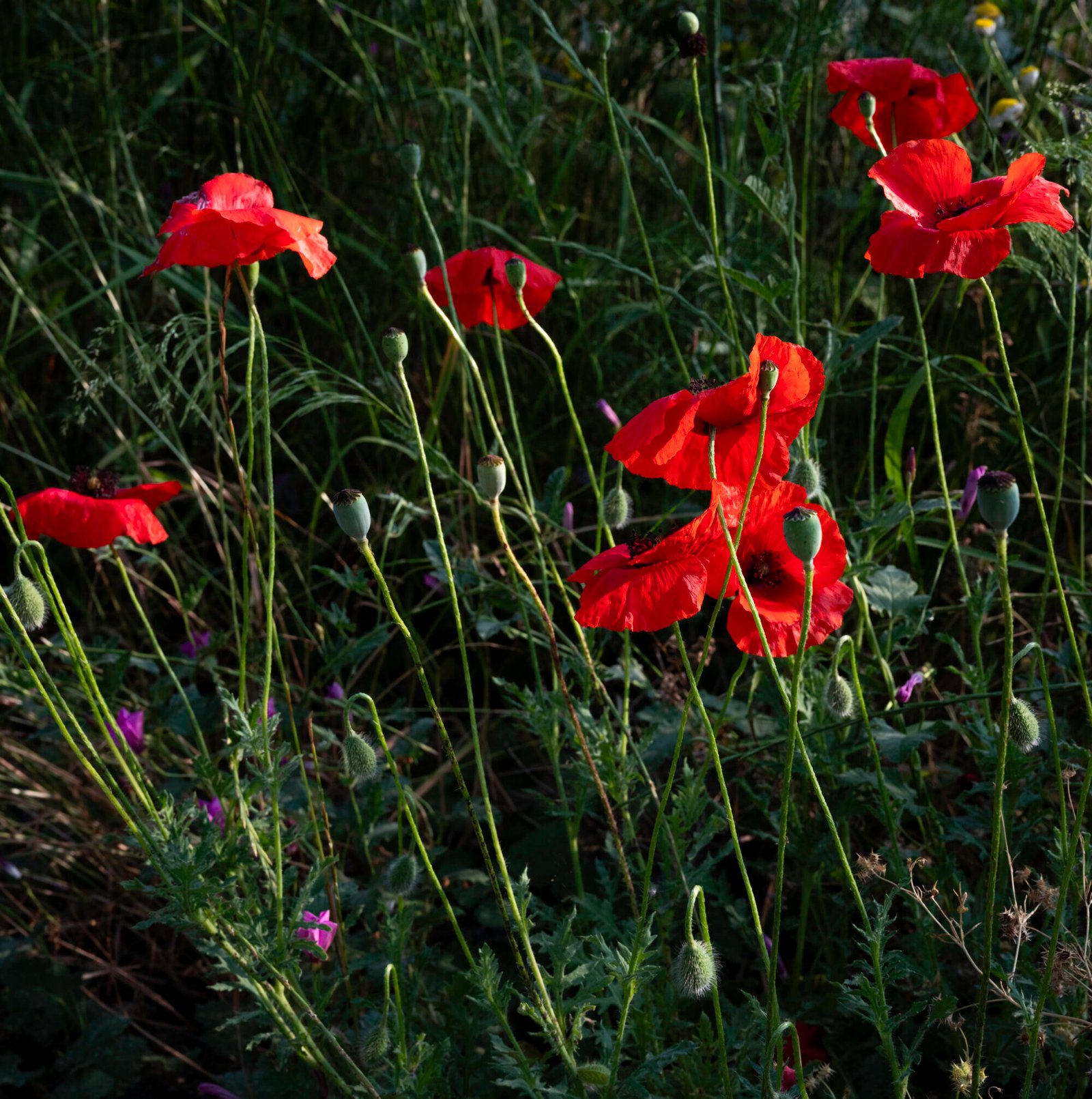Las Amapolas I
