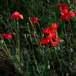 Las Amapolas I
