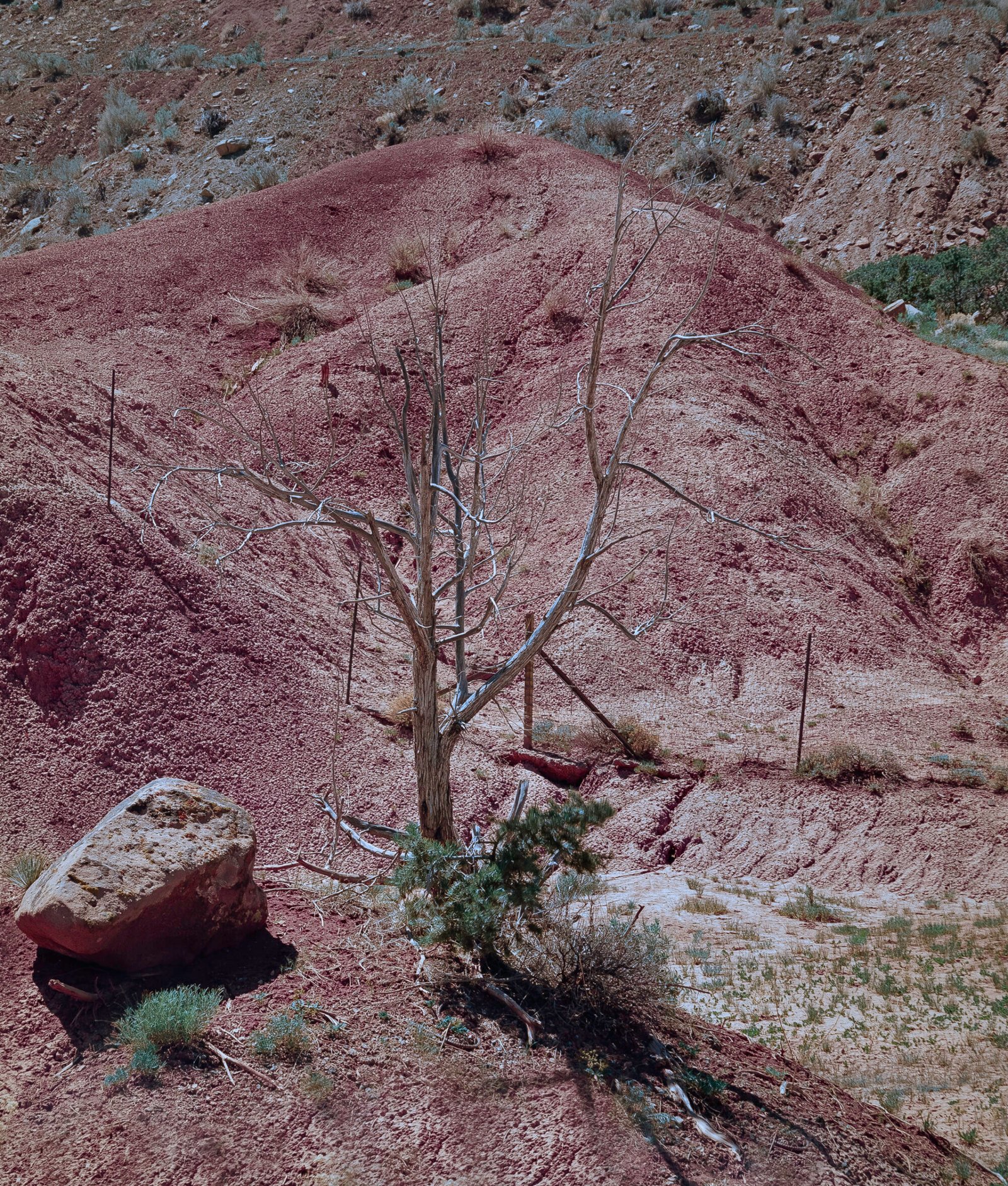 Dead Tree, Boulder and Red Earth