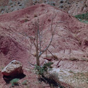 Dead Tree, Boulder and Red Earth