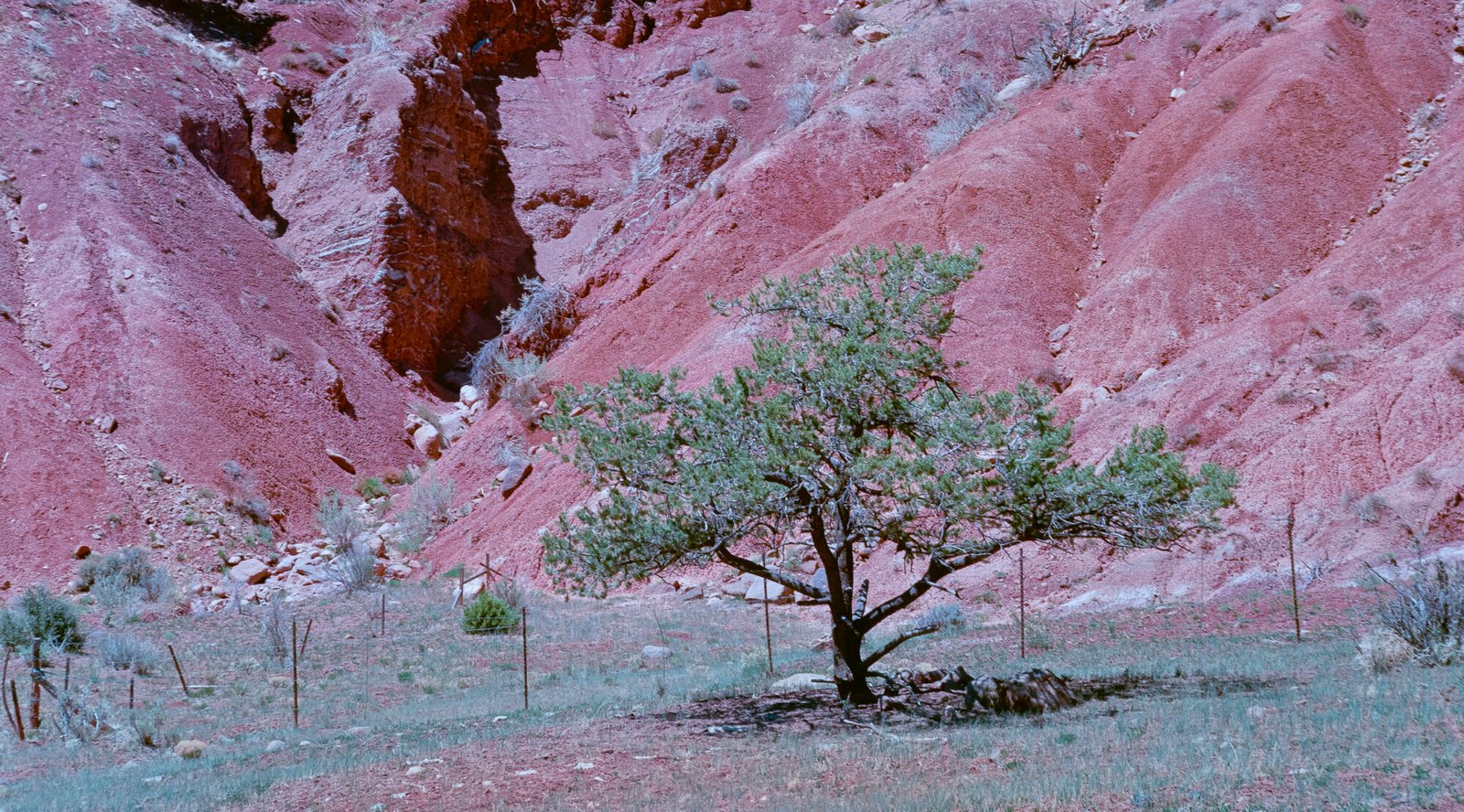 Juniper and Red Hills